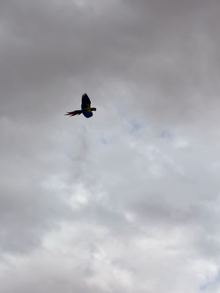 My favorite moments from Pyro’s... - The Green Bird Brigade | Facebook