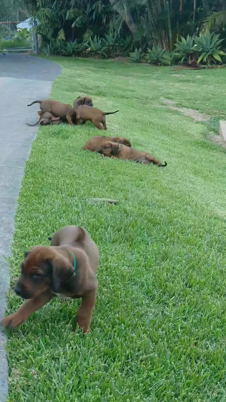 Marandela Rhodesian Ridgebacks on Reels | Facebook