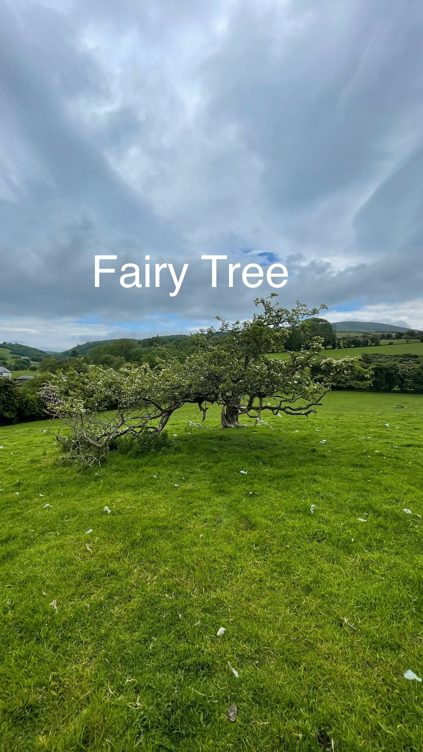 A lone fairy tree, believed to mark a fairy pathway or the entrance to ...