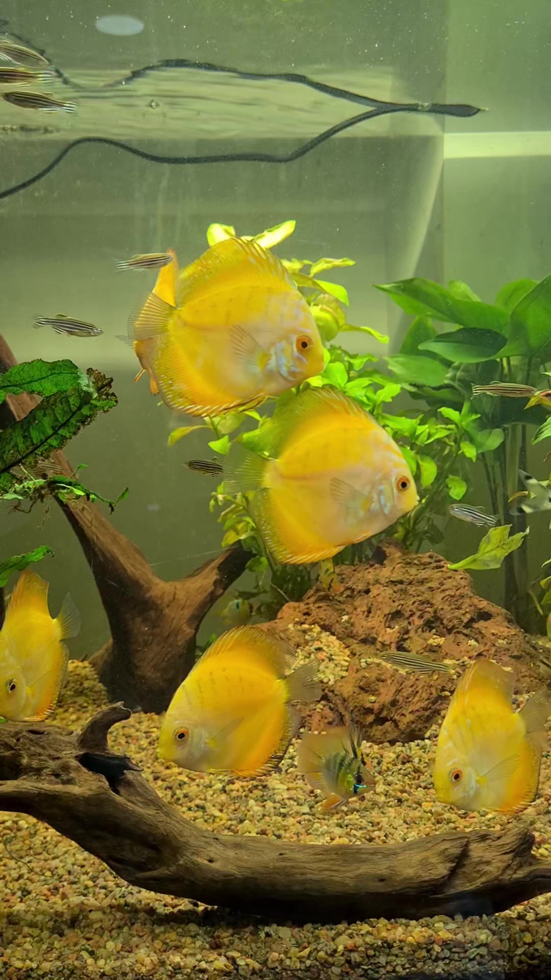 Fish With Style