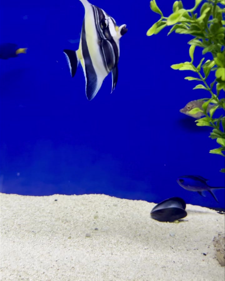 🐠 #FishFactFriday: The Iconic Moorish Idol! 🐠 Ever dreamed of