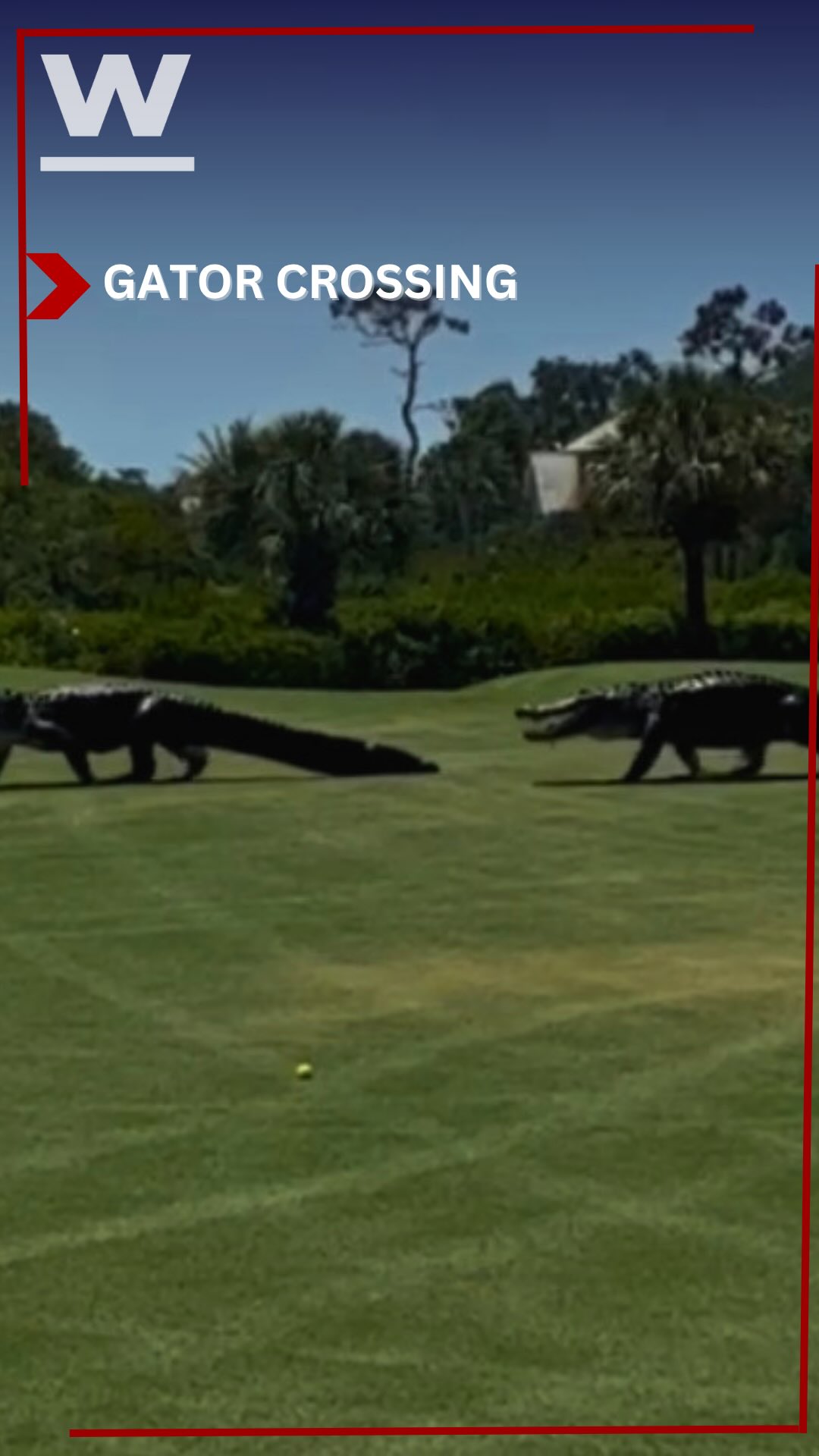 BEEP BEEP 🚗🐊 Gator crossing at the Nest Golf Course in Bonita