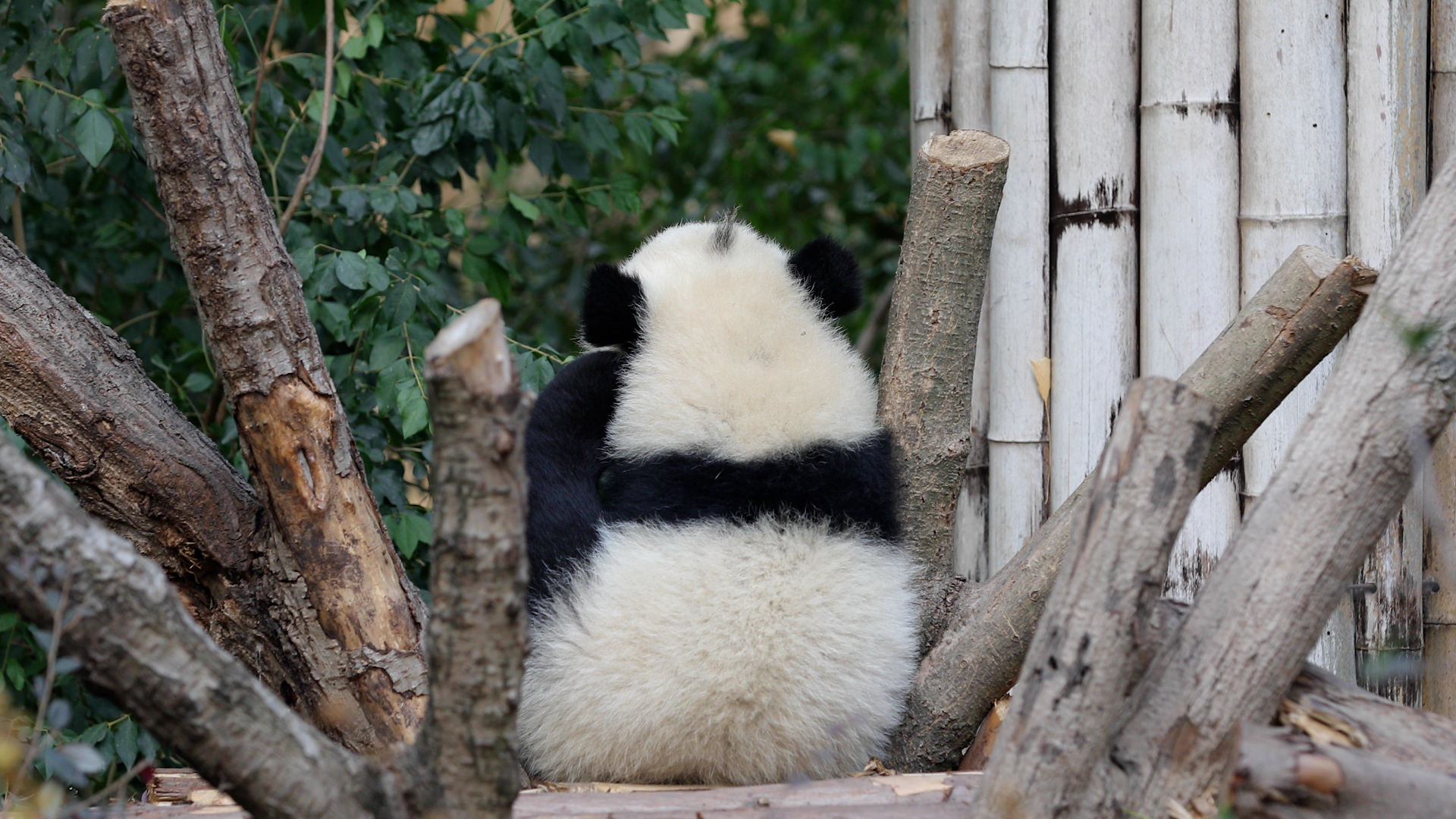 Just staring at this little panda cub from behind - my heart