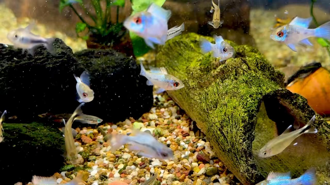 Super lovely Neon blue rams! 🎉🎉 Open 10am - 4pm today #paulsaquariums # ...