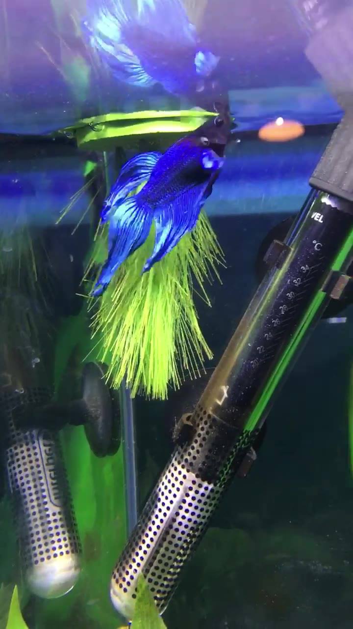 Fresh Water & aquarium fish | I got a King Betta with SBD from ...