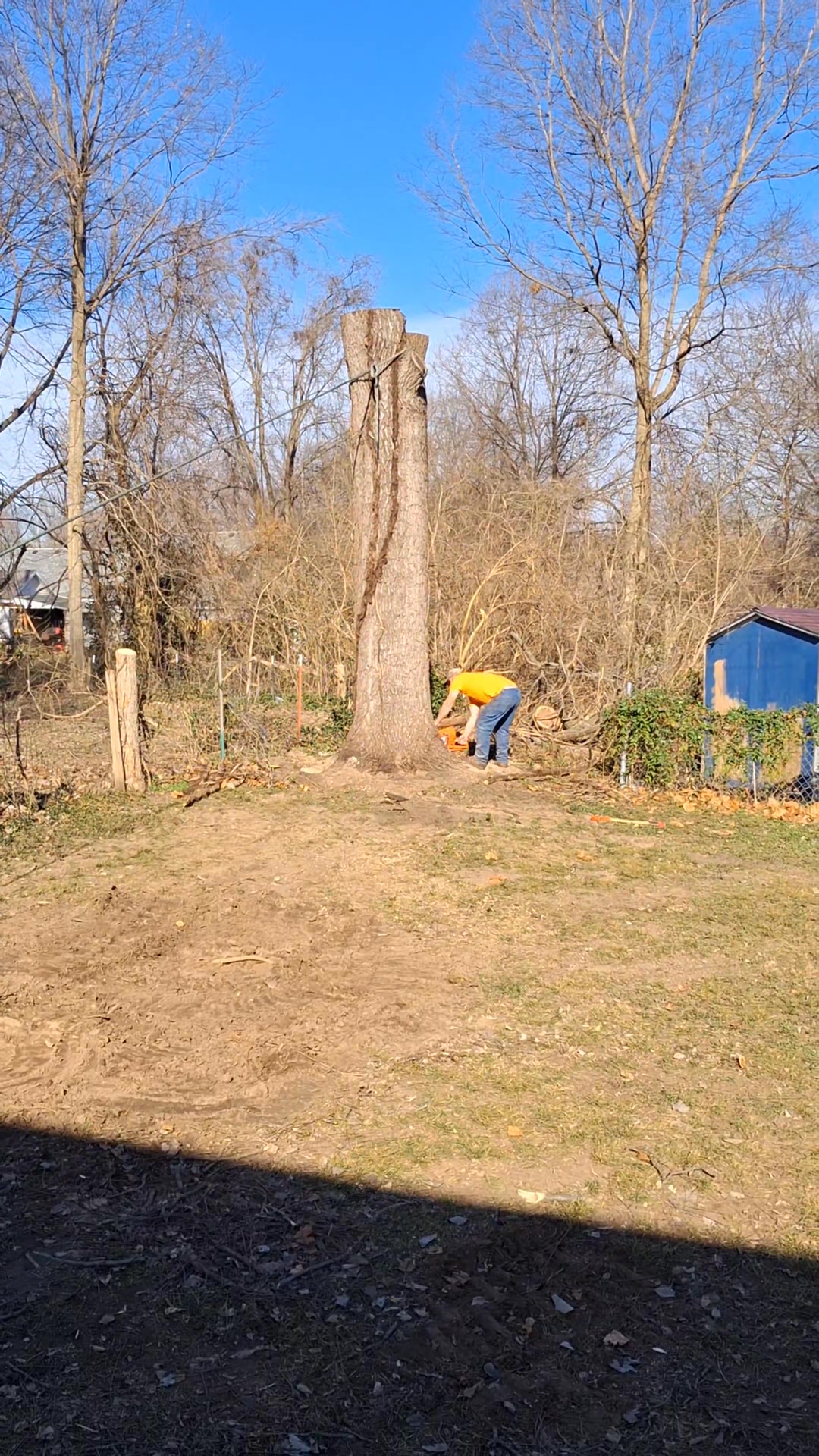 Pulling over the bottom log on a big walnut tree. | Pettibone tree ...