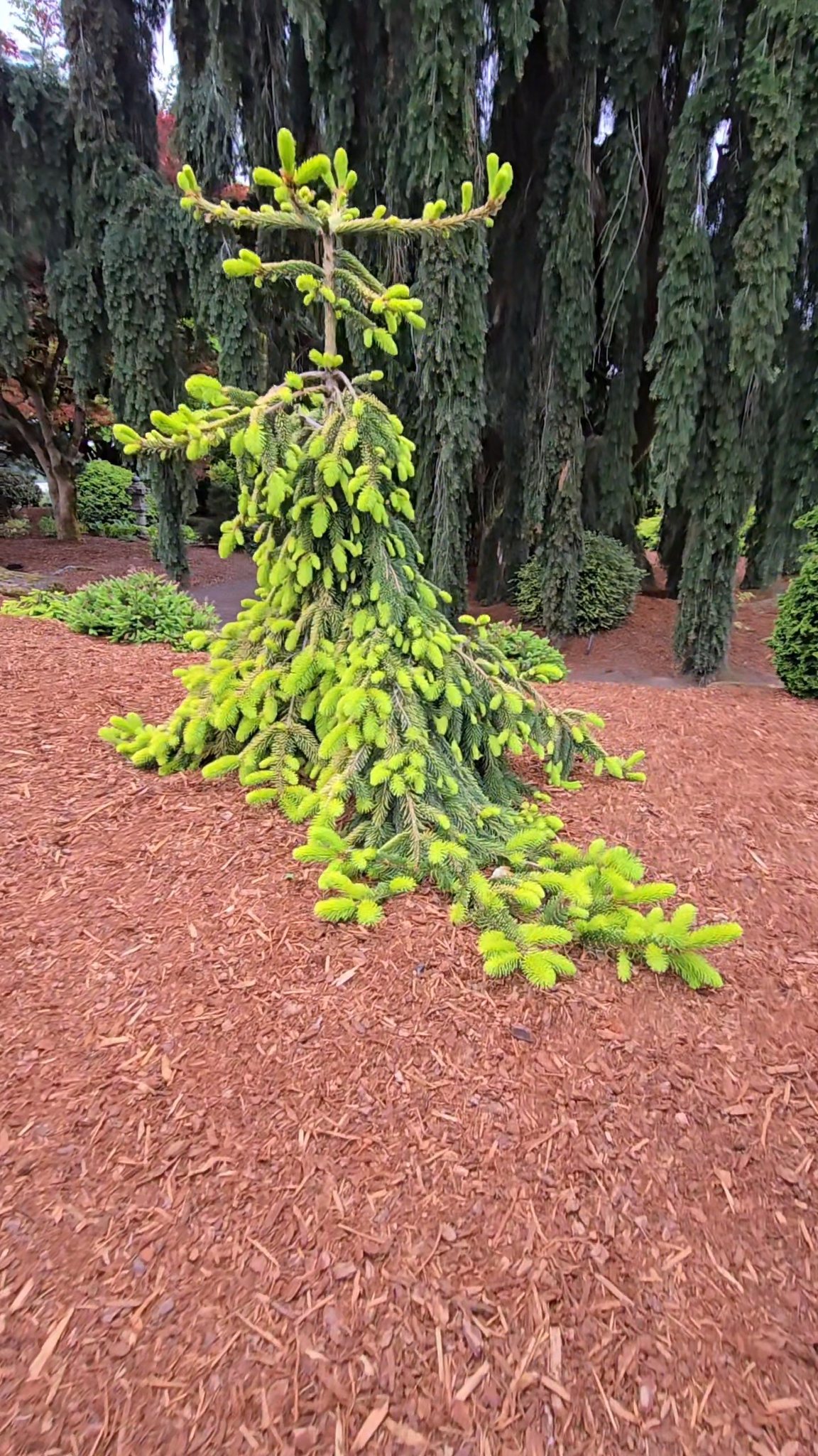 Gold Drift Norway Spruce Picea abies 'Gold Drift' adds color to