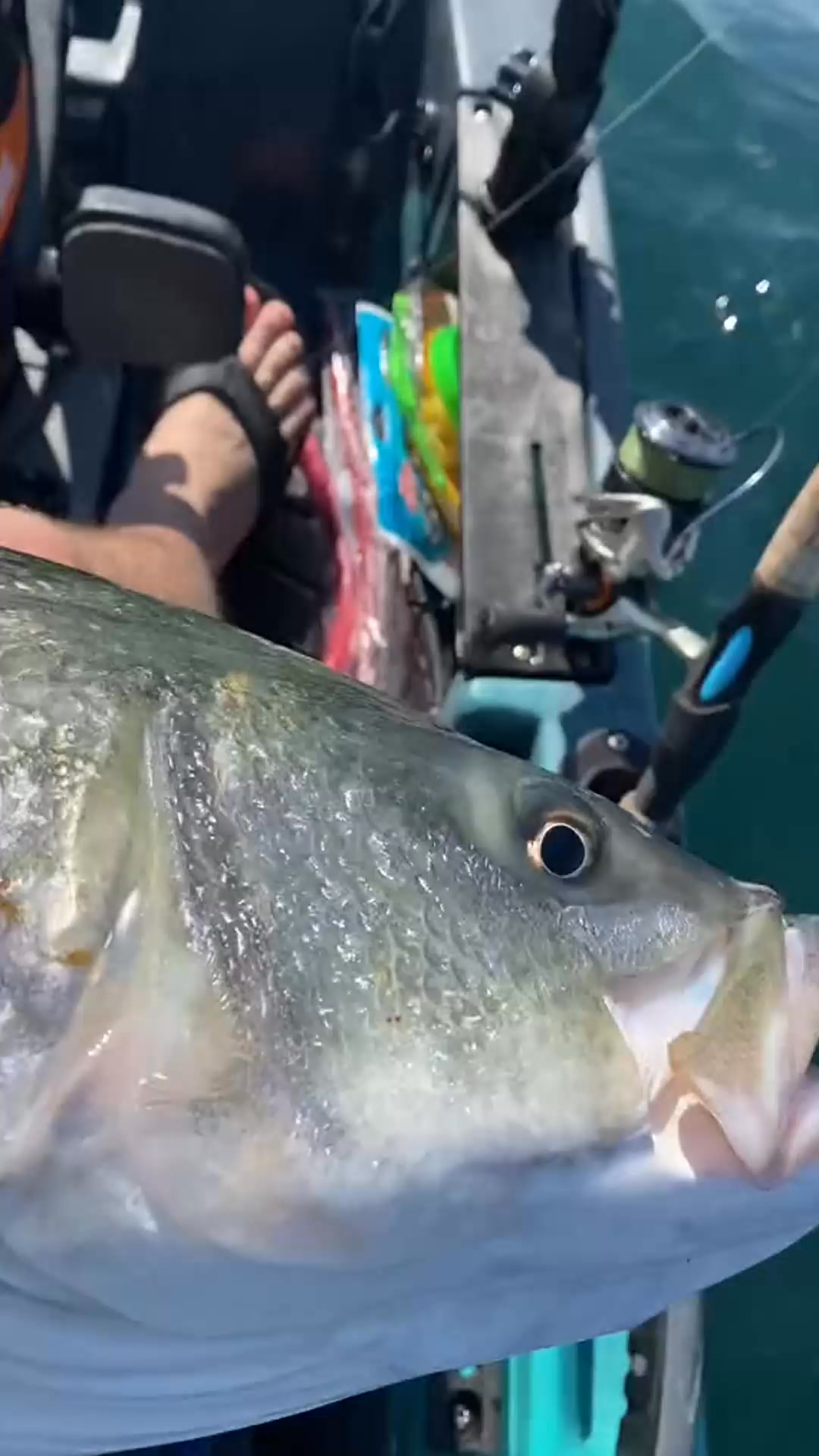Guilty as charged #fishing #rhodeisland #stripedbass #stripers ...