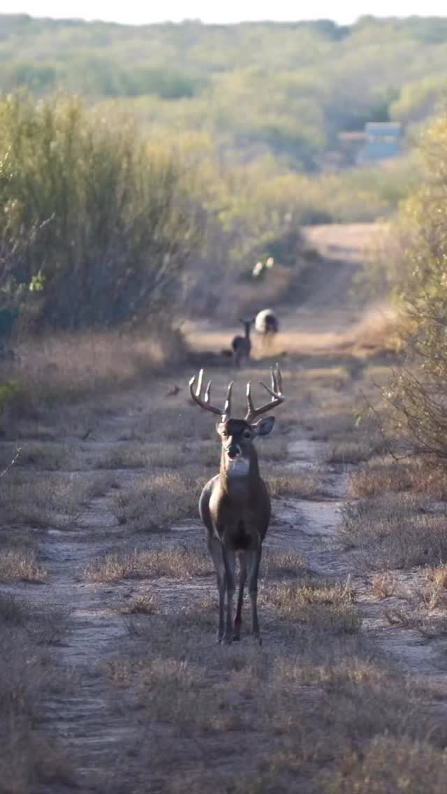 It you need some rut inspiration, here it is. Filmed this buck fight ...