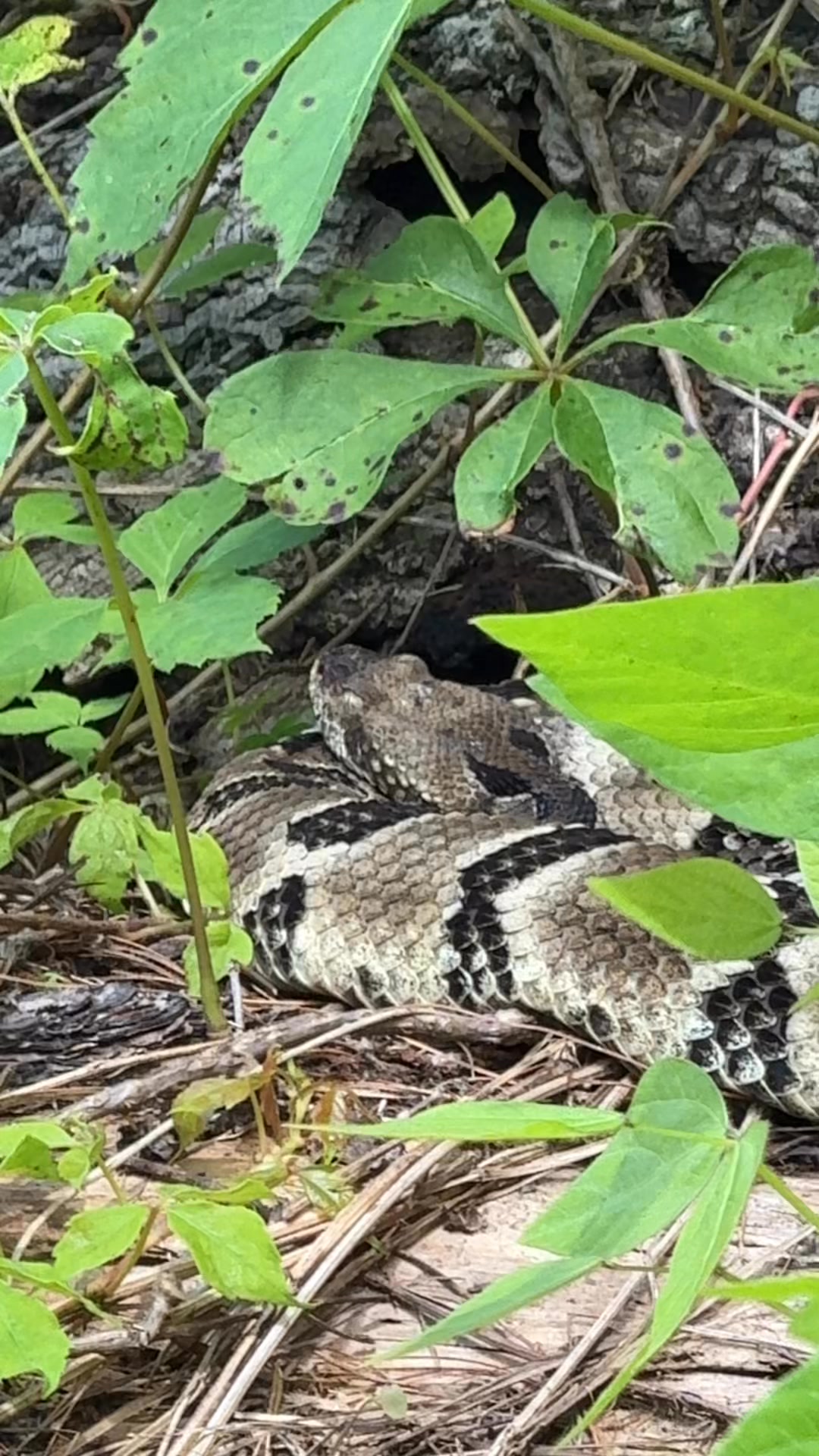 Timber Rattle snake today at cades cove #ilovethesmokies #CadesCove # ...