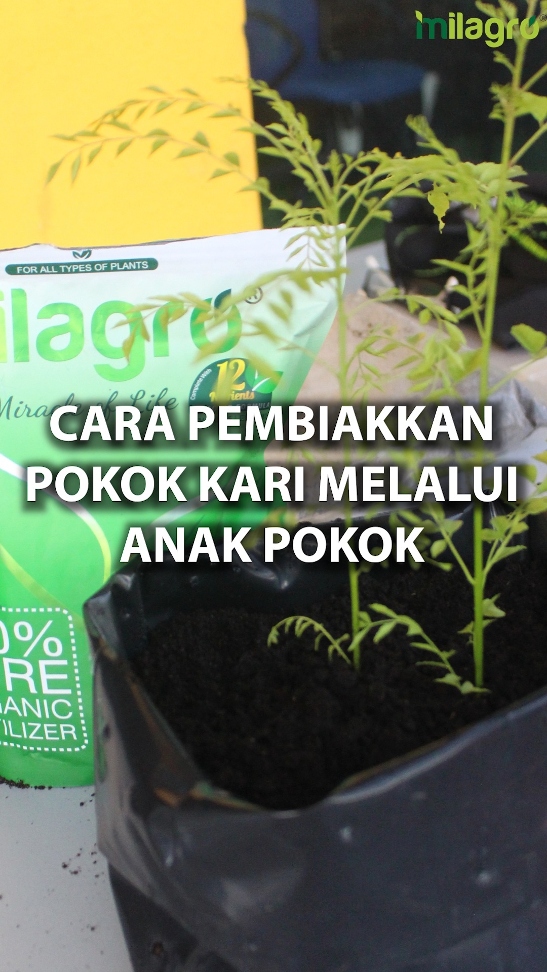 Baja Milagro 5 Tanaman Yang Menguntungkan Mudah Ditanam Facebook