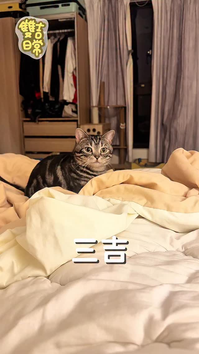 每天都被萌死 #曼赤肯 #雙吉日常 #短腿貓 #貓咪日常 #munchkins | Bogi0204. | Facebook