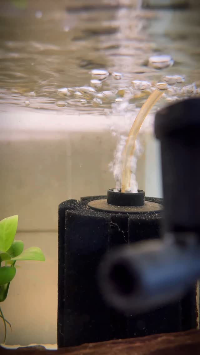 A change in the CW028 tank...the sponge filter will go out and the SERA ...