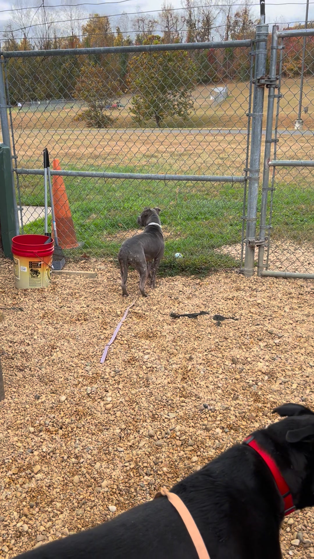 Hello community! Today Gia the Rotty and all of her adoptable friends ...
