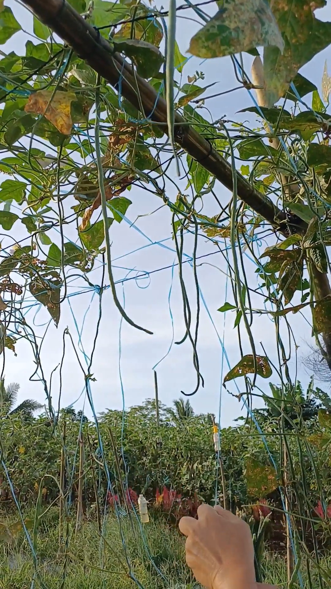 harvest ulit ng sitaw #gardening #garden #gardeninspiration #fbreels # ...