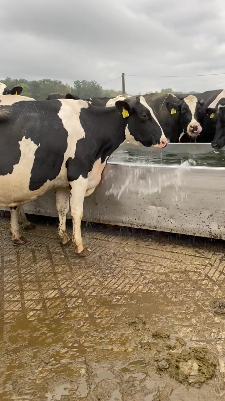 More happy Comp cows this morning ️Thank you to the Trotters | Comp ...