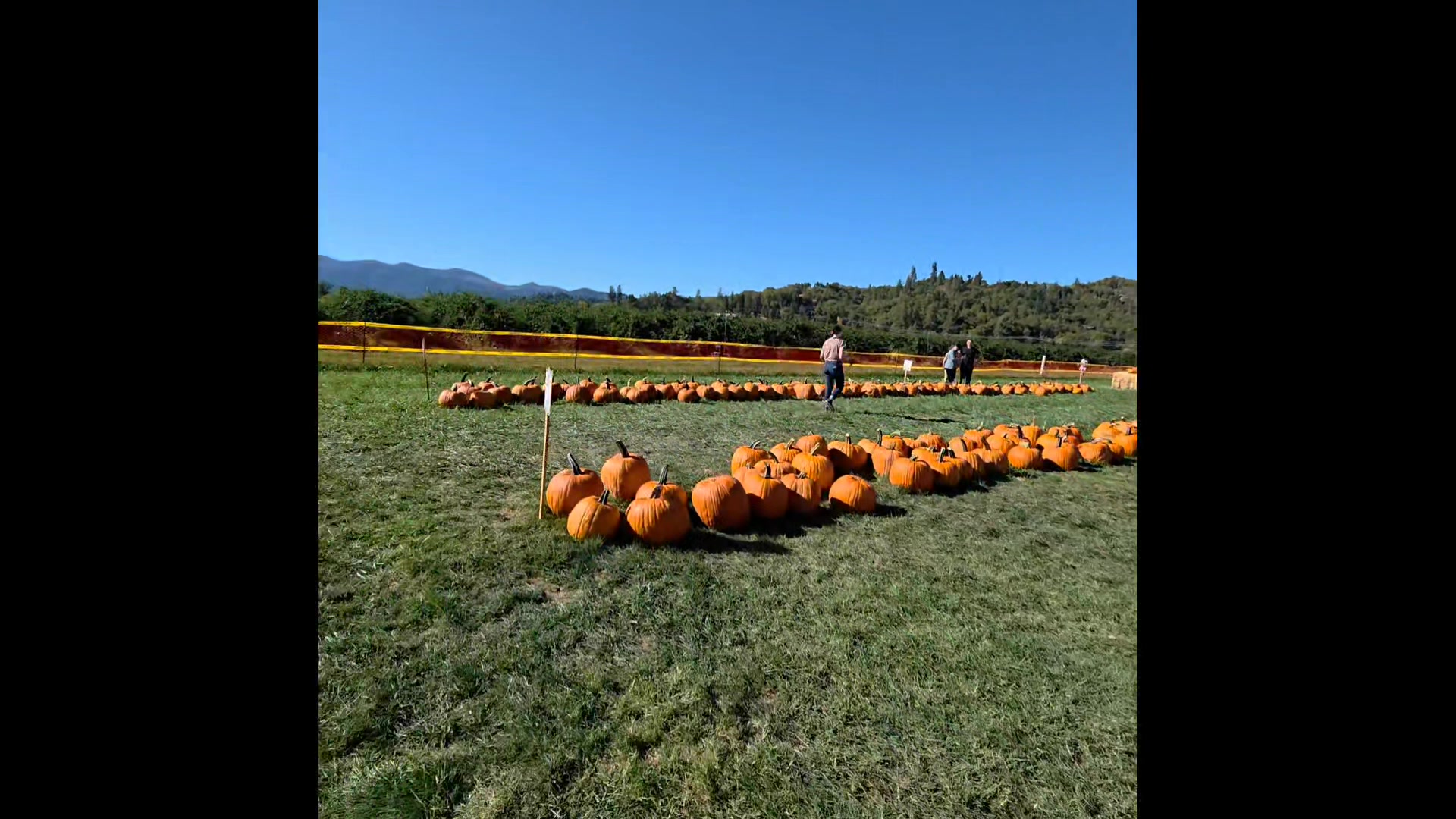 Live peek into Ft Vannoy Farms opening weekend.......Corn Maze, Rides ...