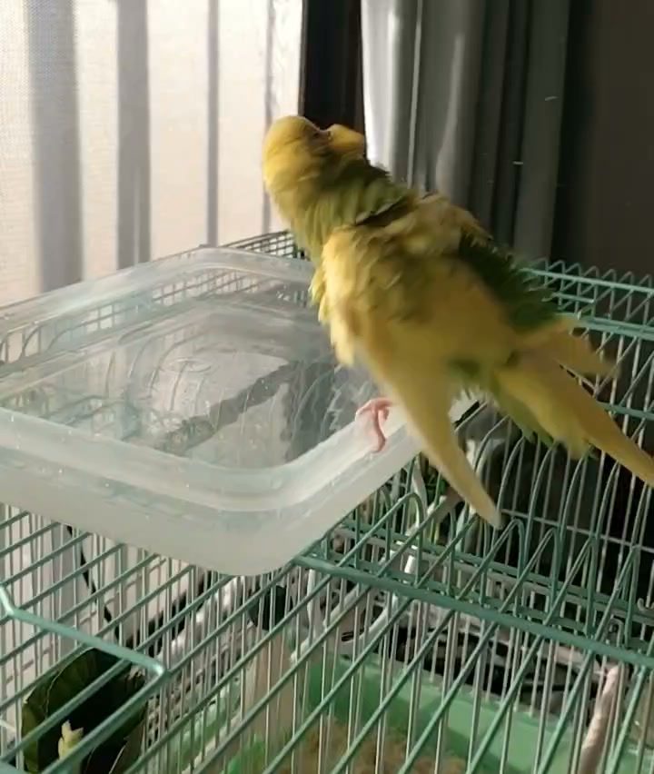 インコが大好き | Facebook