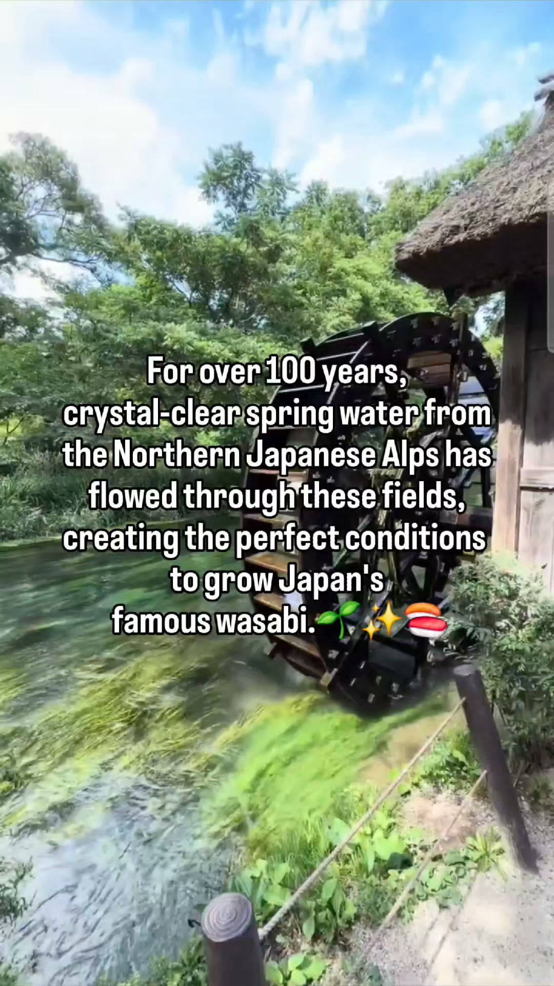Do you know you can actually pick your own wasabi in Japan