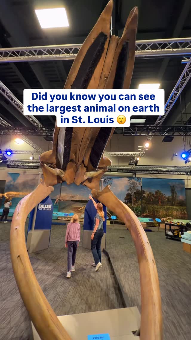 🐋 New in St. Louis! The largest animal in the world is part of a