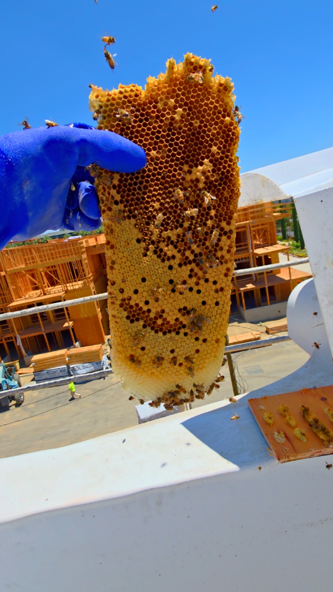 I just wrapped up a hot bee removal job in Rancho Cucamonga, California ...