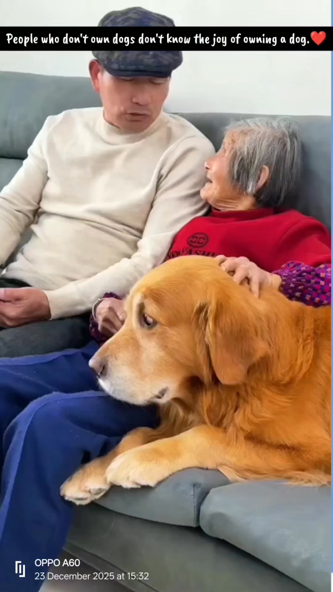 People who don't own dogs don't know the joy of owning a dog. ️#聪明旺豆豆 ...