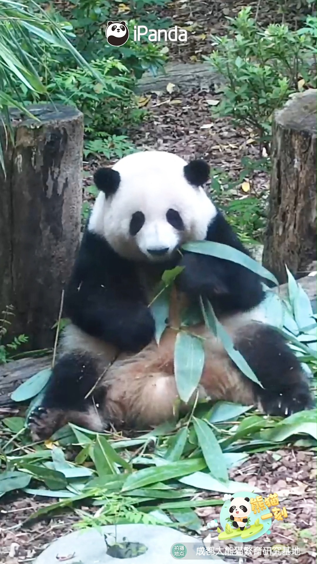 Hua Hua’s motto: be yourself, and people will love you no matter what ...