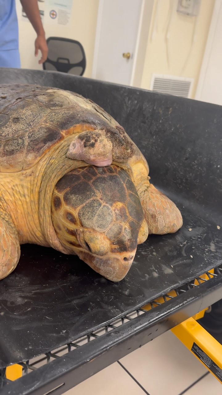 Molly is heading into surgery at The Turtle Hospital 🙏🐢 ️‍🩹! # ...