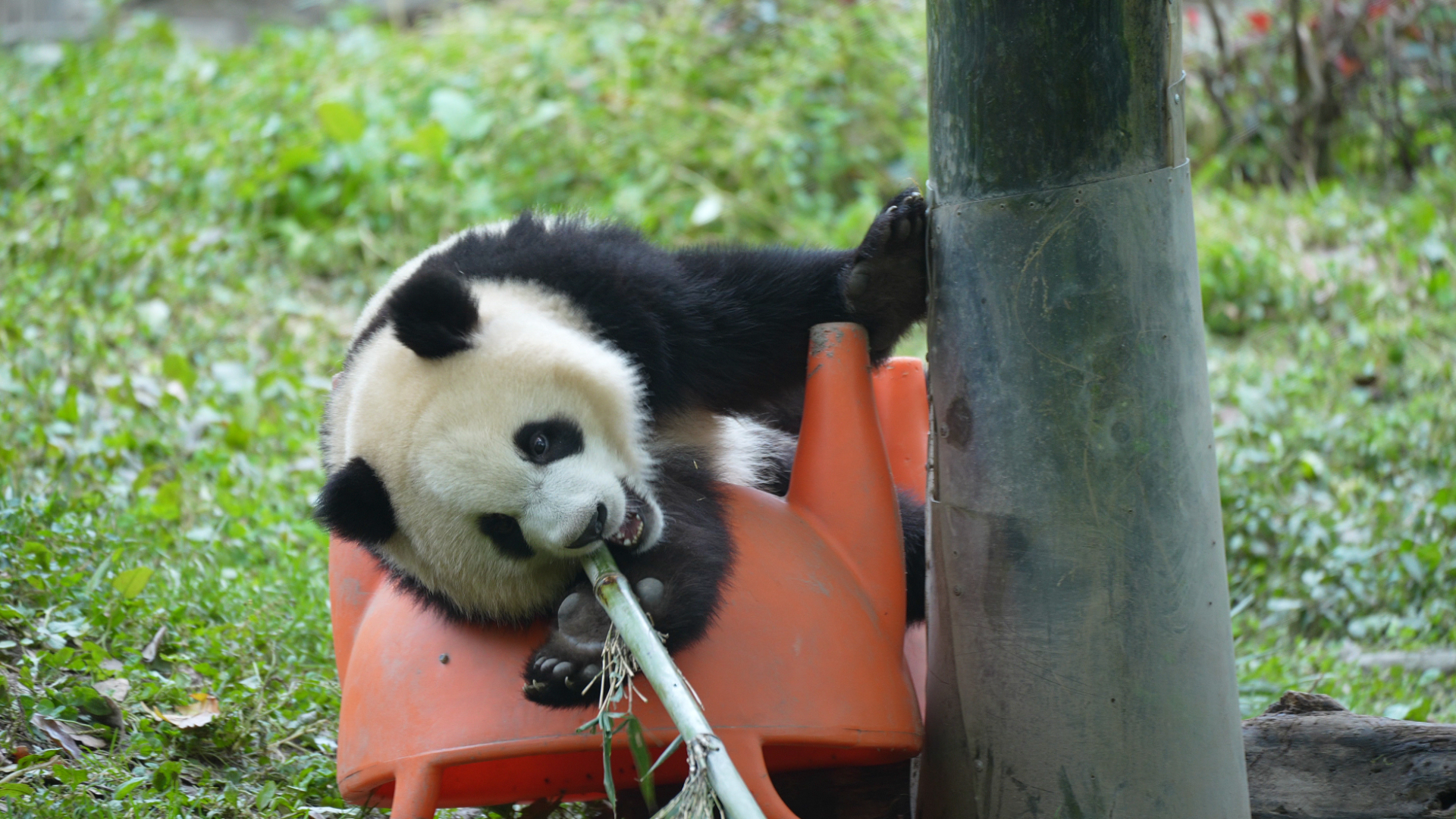 How to keep the panda cub within bounds? Just bring its favorite toy ...