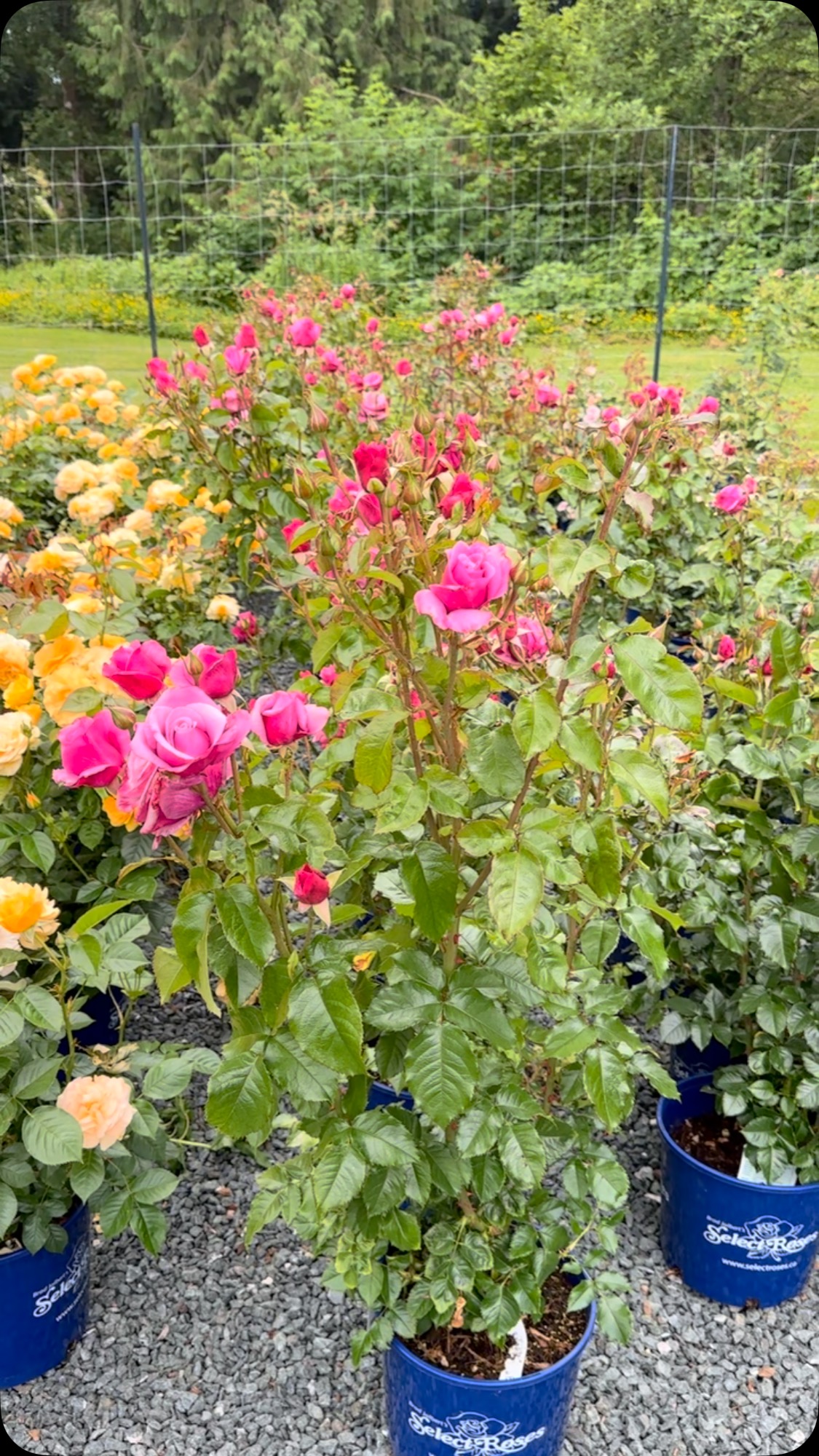 The Diva Barbra Streisand is bit late to the party but sooo fragrant ...