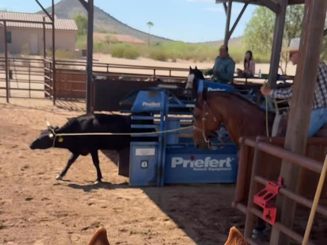 Breaking in steers. Pay Pal loving it. @4flathorses @wrangler @equerrys ...