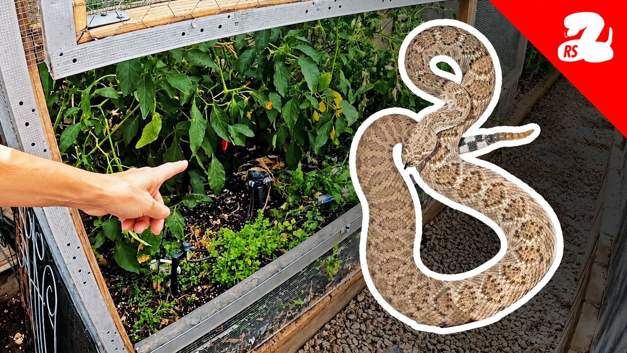 Rattlesnake - This Scottsdale homeowner was taking the trash cans