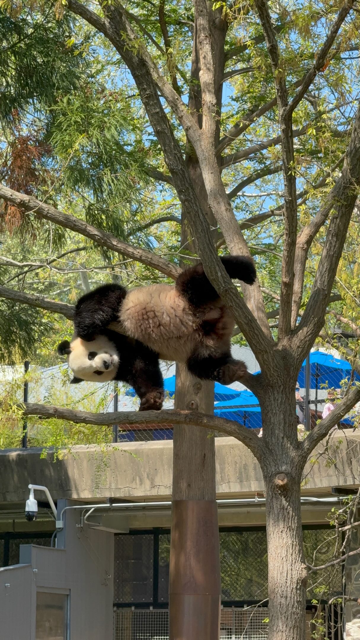 The adorable escape of a panda cub that caused a panic at the zoo