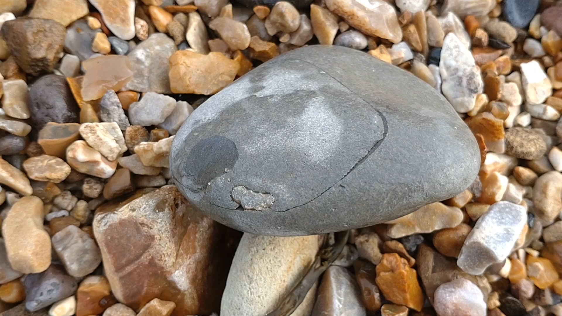 You don't need to hammer to find fossils here, most are loose on the ...