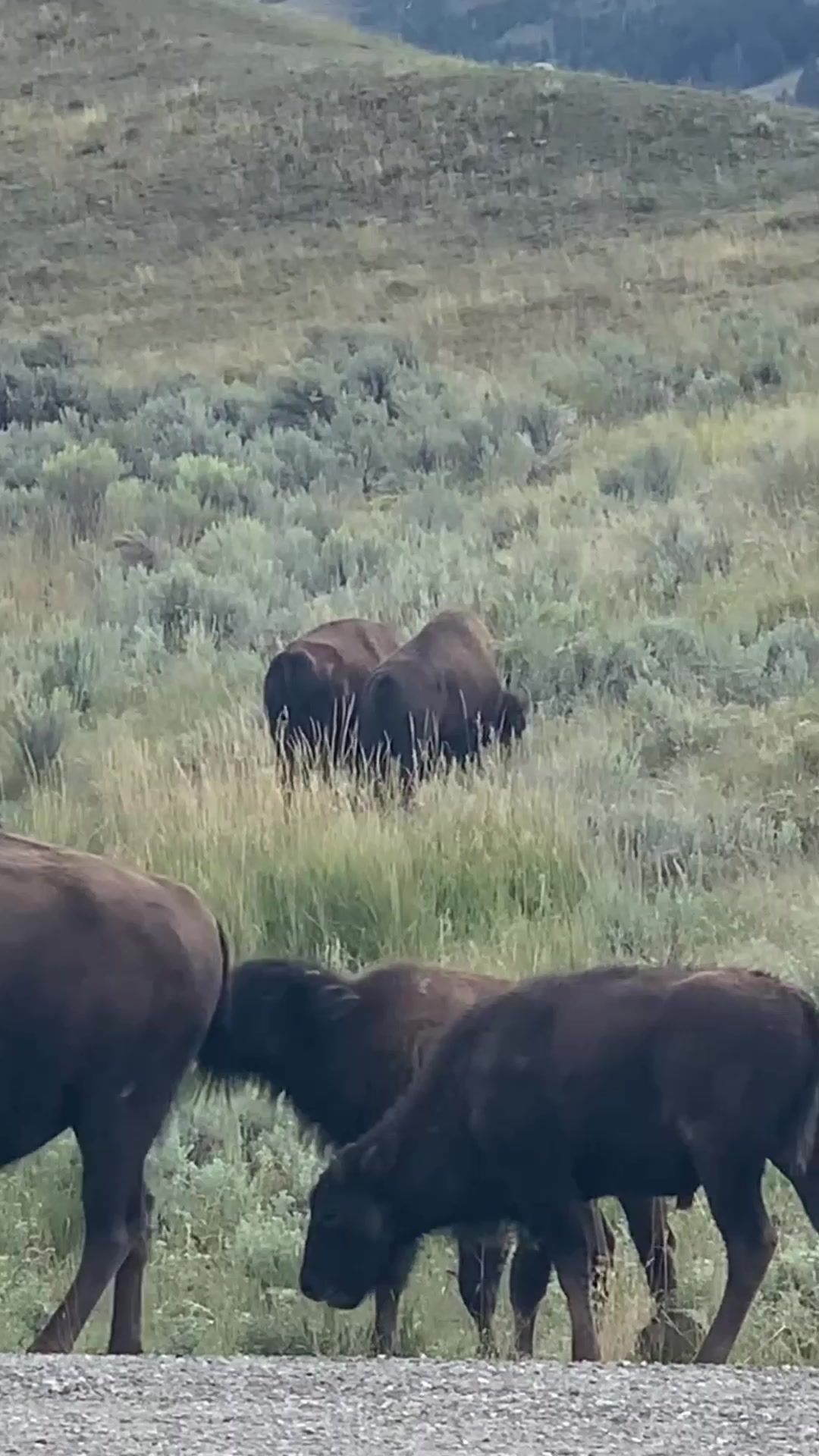 The warmth of Bison when seen in the national park. 🥰🦬 | Jake Slater ...