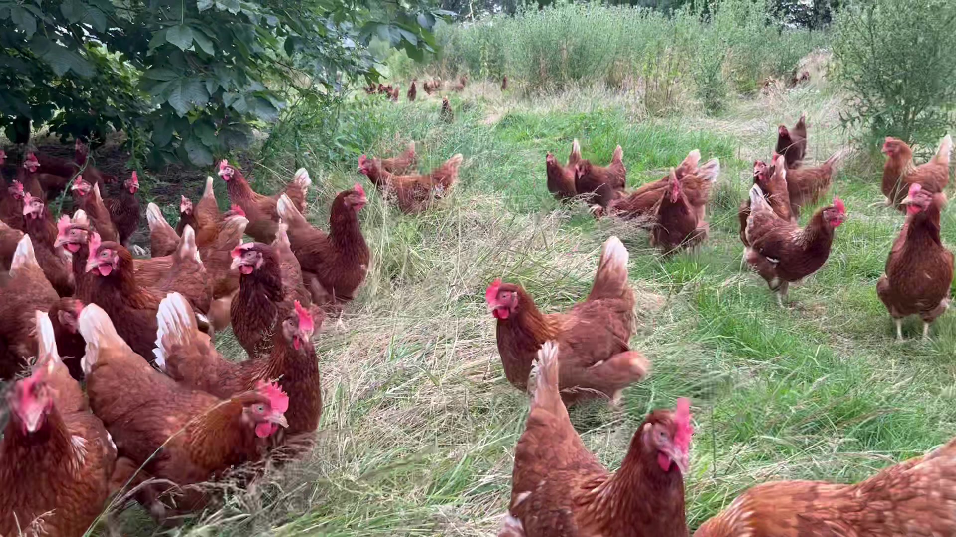 Fidgets Farm Eggs