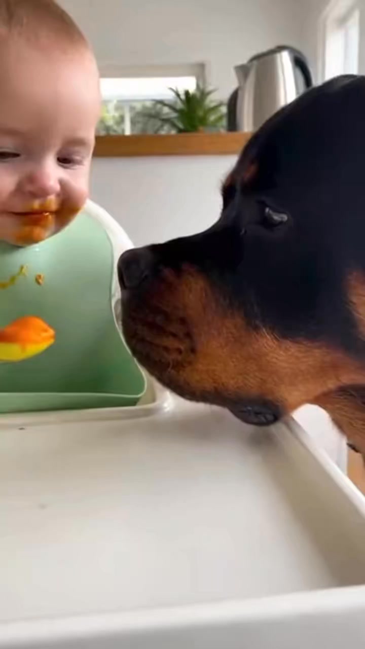 Comment you Thoughts! : #rottweiler #dogsofinstagram #dog #dogs #rottie ...