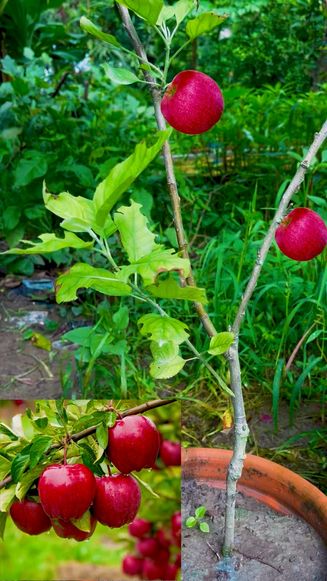আমাদের আপেল গাছটা অনেক বড়ো হয়েগেছে ☺️ #garden #fruits #gardening # ...