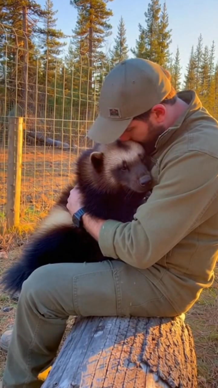 The animal that even bears walk away from has a surprisingly soft side ...