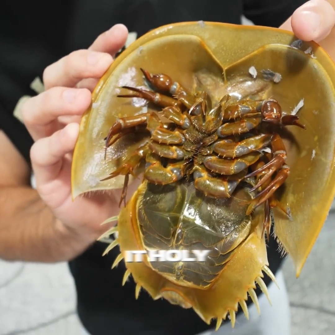 Alien Looking Fish Attacked Us 😨 #explore | The Fish Guys | Facebook