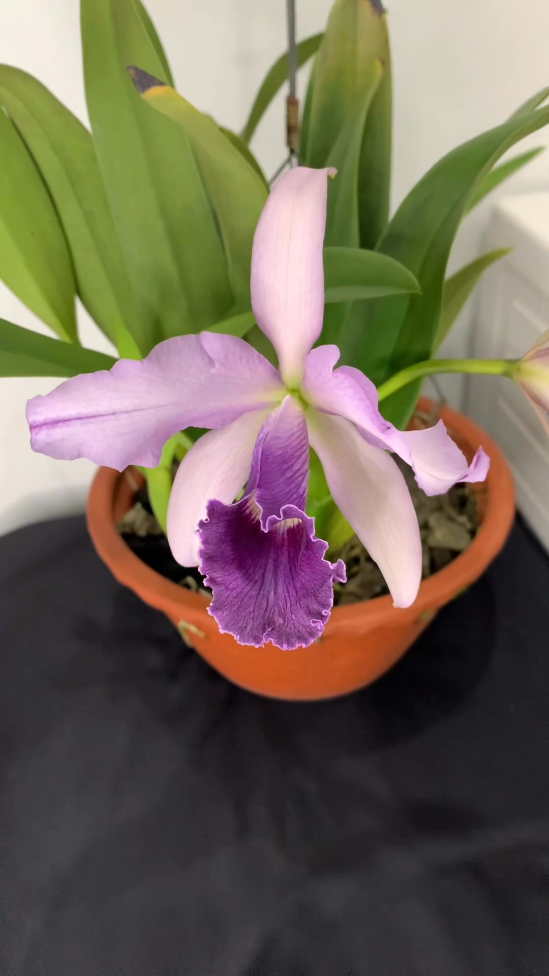 Lc. Canhamiana 'Azure Skies' orchid review