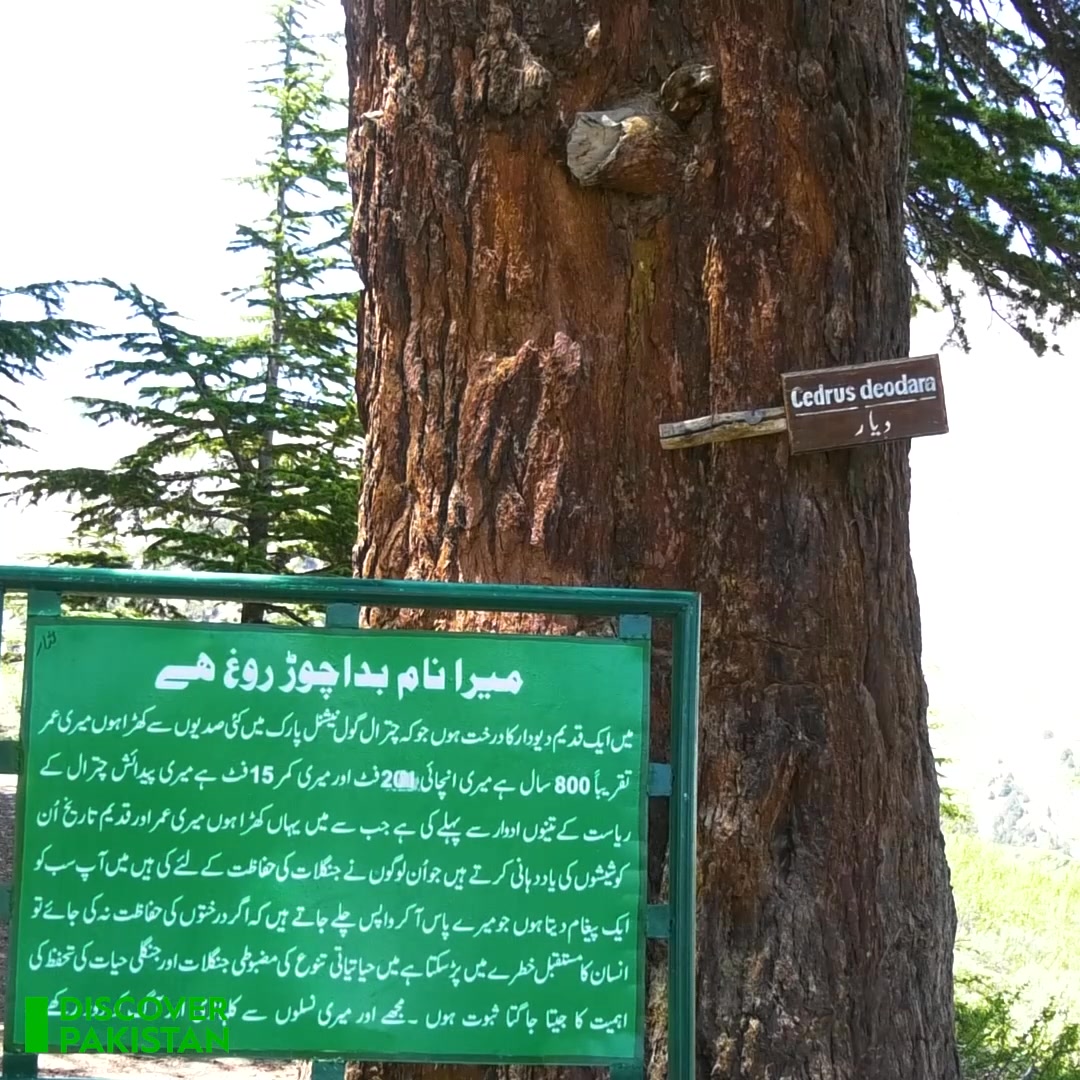 مارخوروں کی آما جگاہ! پاکستان کے قومی درخت، جانور اور پرندوں کا مسکن ...
