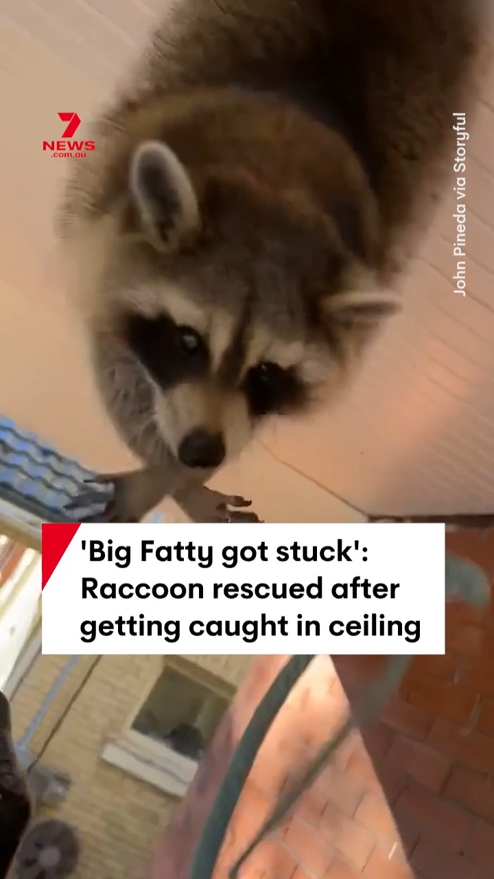 A rotund raccoon has been freed after it became caught in a ceiling in ...