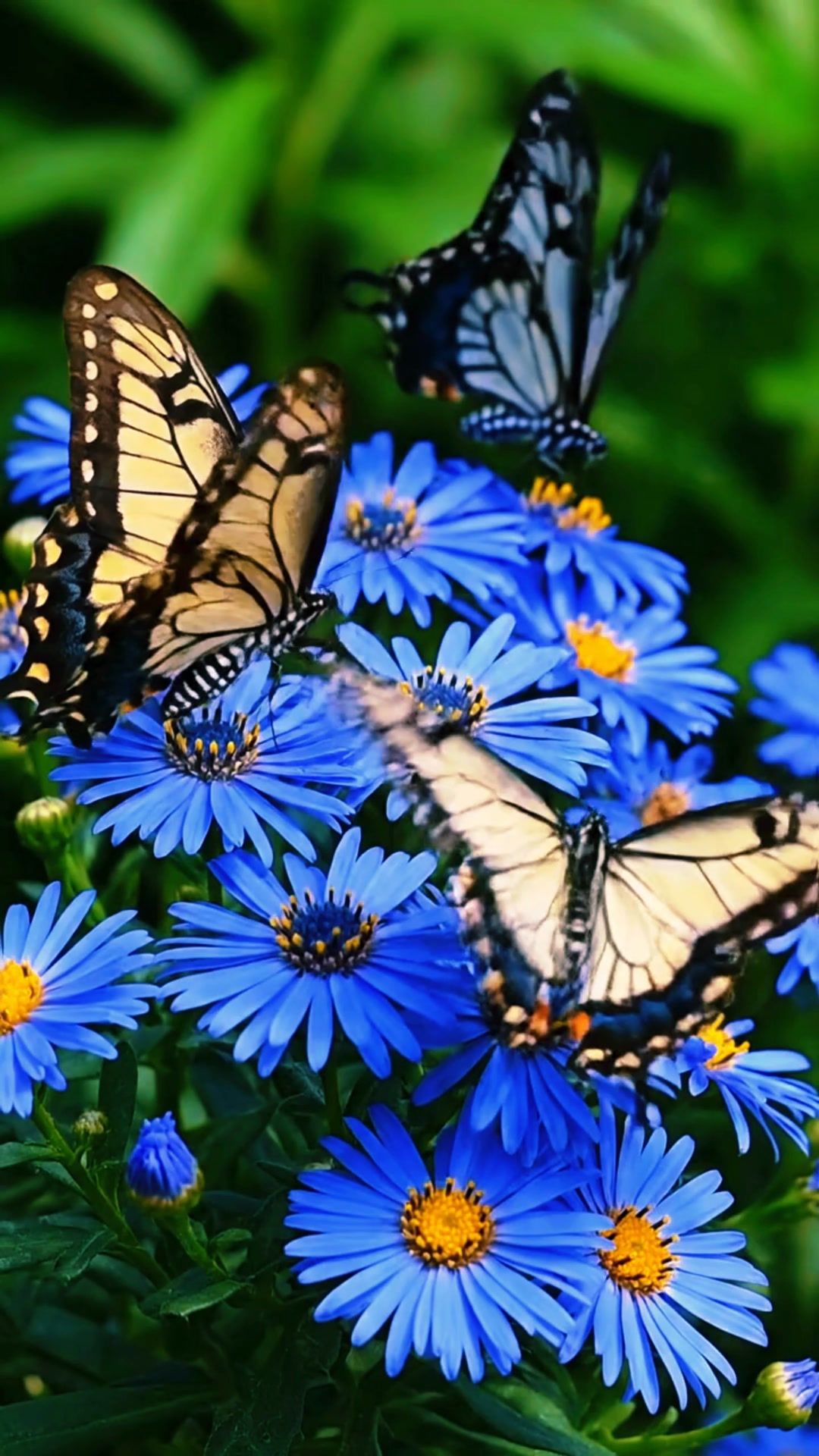How Beautiful | Butterflies Lovers | Facebook