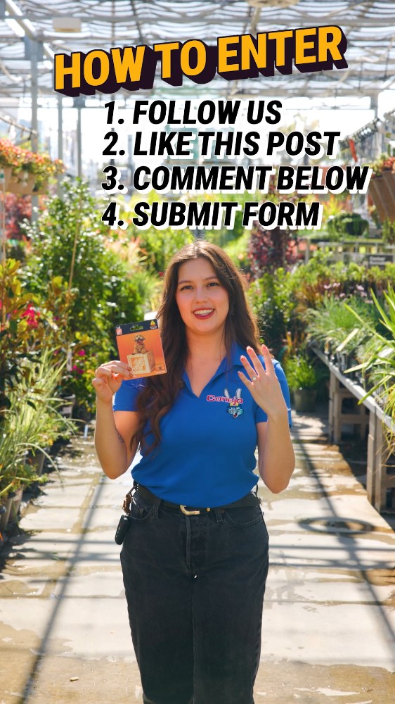 Conejo Services | Thousand Oaks CA