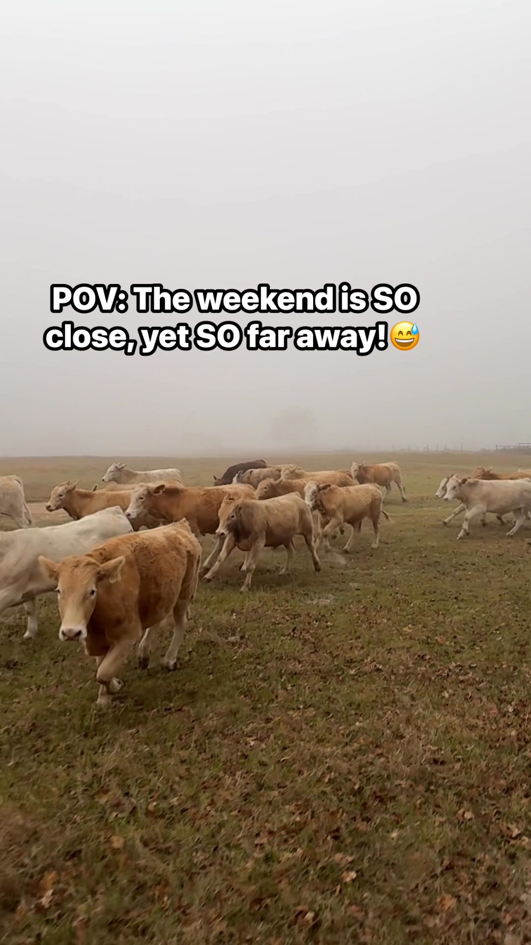 Slow motion week days! #fypageシ | Diamond D Cattle, LLC. | Facebook