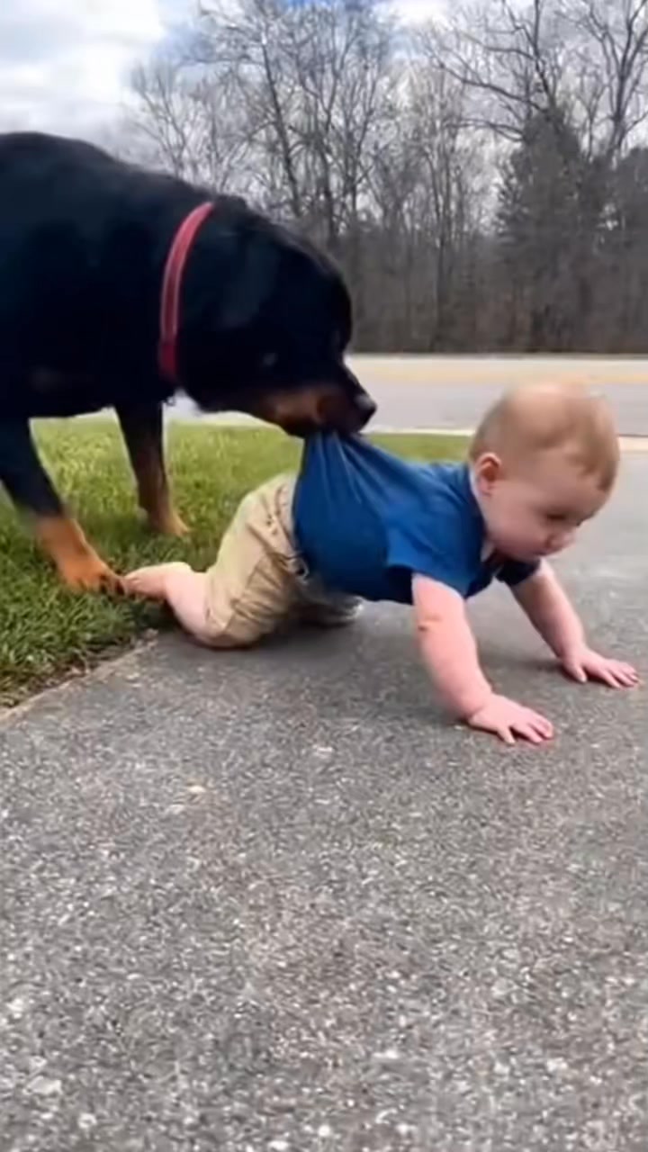 Dog save the baby 😮 : #rottweiler #rottweilersofinstagram # ...