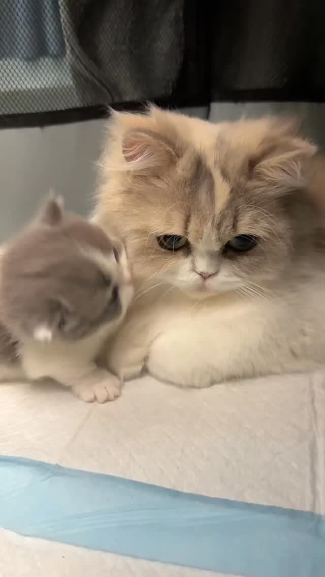Every meow tells a story of cuteness! 🐱💕 This reel features the ...