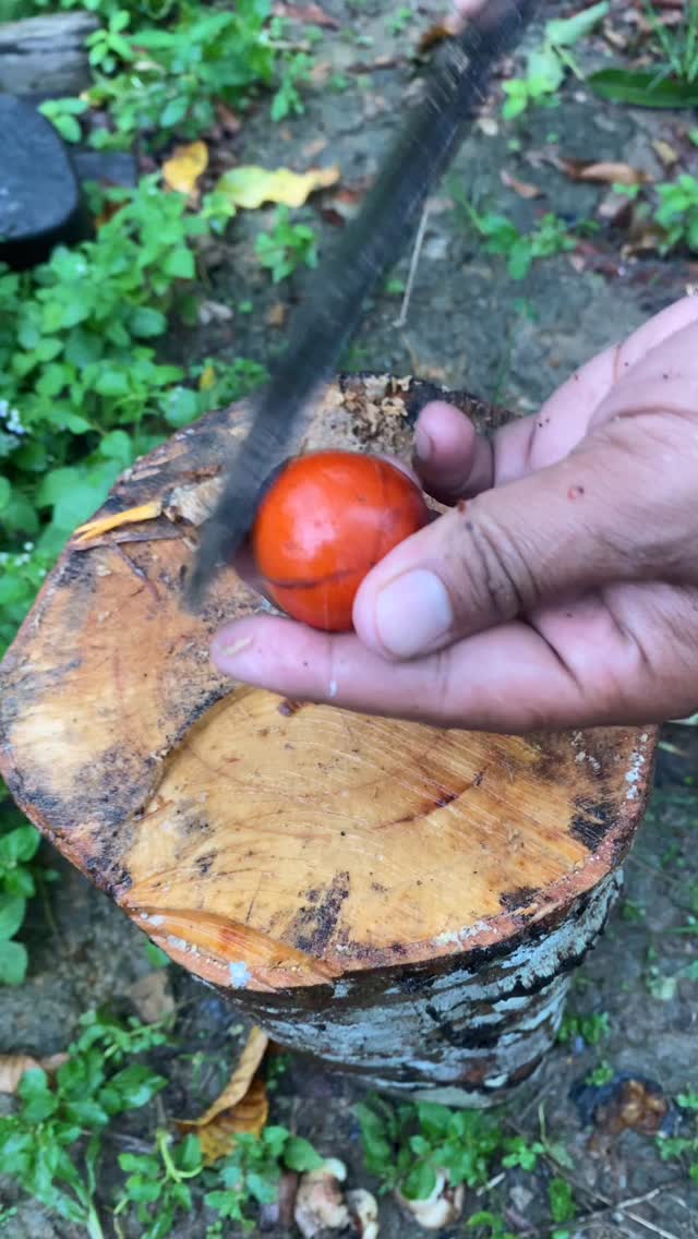 Red root fruit 🍒 ️ #reel #fpy | Lukas Beny Wiyansa | Facebook