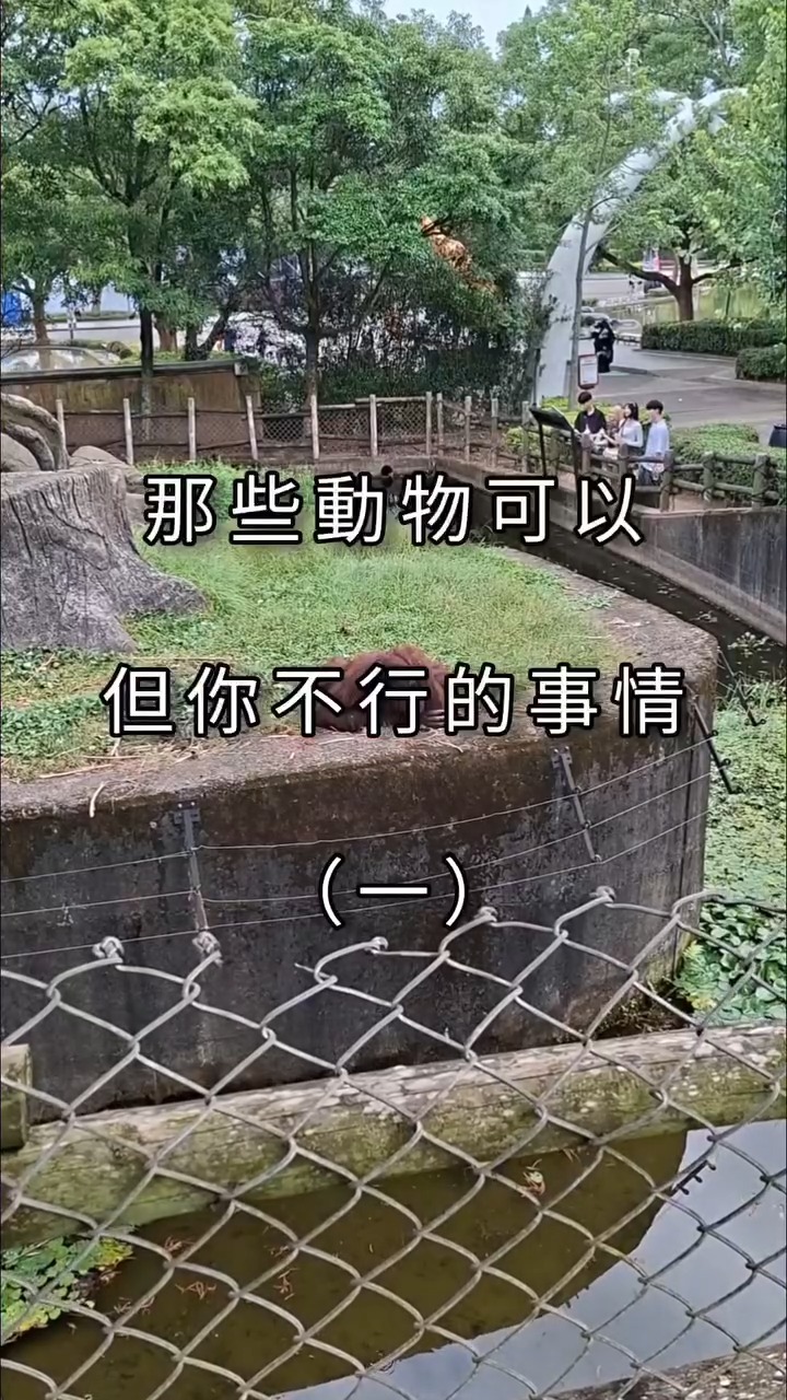 《那些動物可以但你不行的事情》 有沒有忽然覺得當動物很爽呢？🫠 小編也有點羨慕了... #動物 #紅毛猩猩 #紅鶴 #獅子 #狐獴 #動物日常 ...